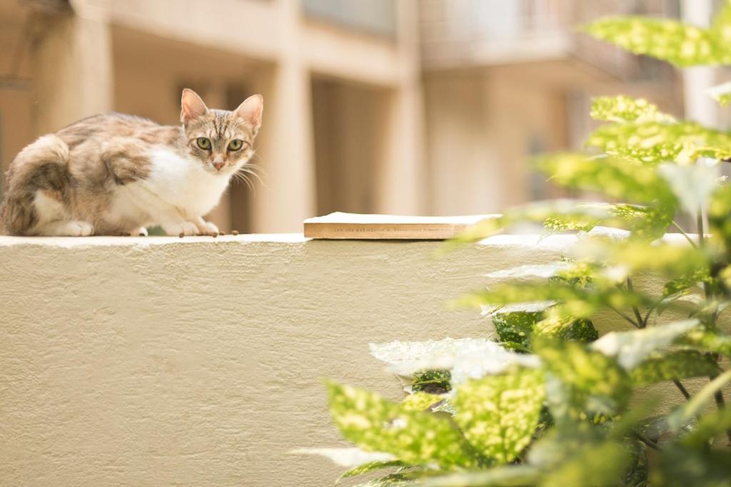 Domácí mazlíčci ubytovaní s hosty v ubytování Gatto Perso Luxury Studio Apartments
