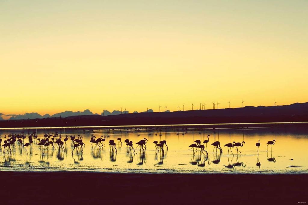 een groep flamingo's die bij zonsondergang in het water staan bij Salt Lake Town House in Larnaka