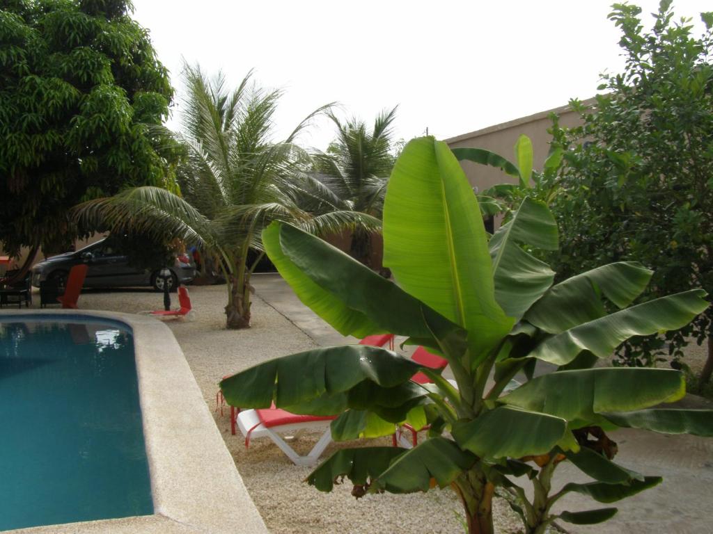 eine Pflanze neben einem Pool mit Palmen in der Unterkunft Auberge Keur Ely in Ouoran