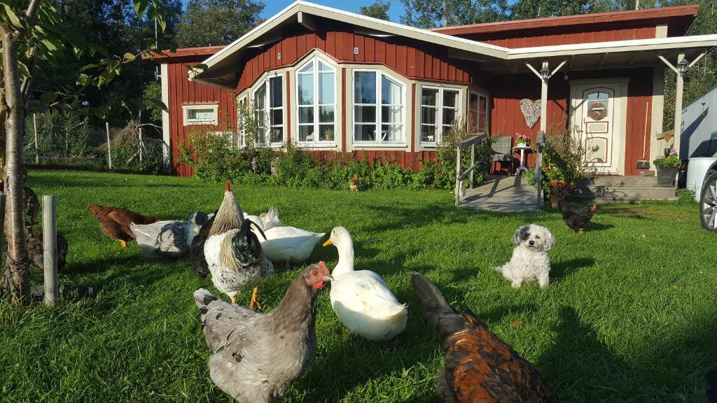 a group of chickens and a dog in front of a house at Spiragården in Glanshammar