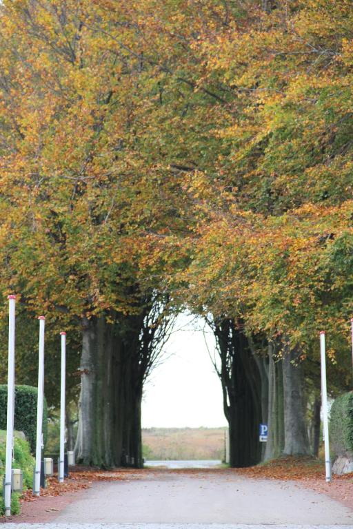 a row of trees lining a dirt road at Gl. Avernæs Sinatur Hotel & Konference in Ebberup