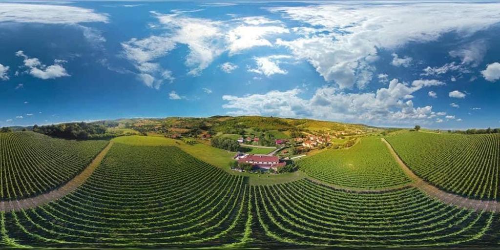 an aerial view of a vineyard in the middle of a field at Stupnički Dvori Winery Hotel in Brodski Stupnik