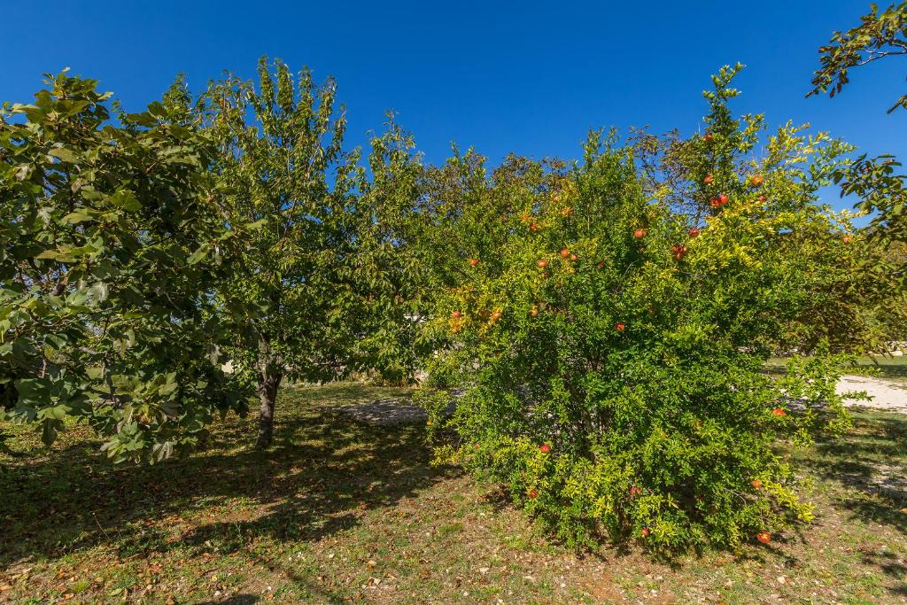 Vonkajšia záhrada v ubytovaní Holiday house TRSJA