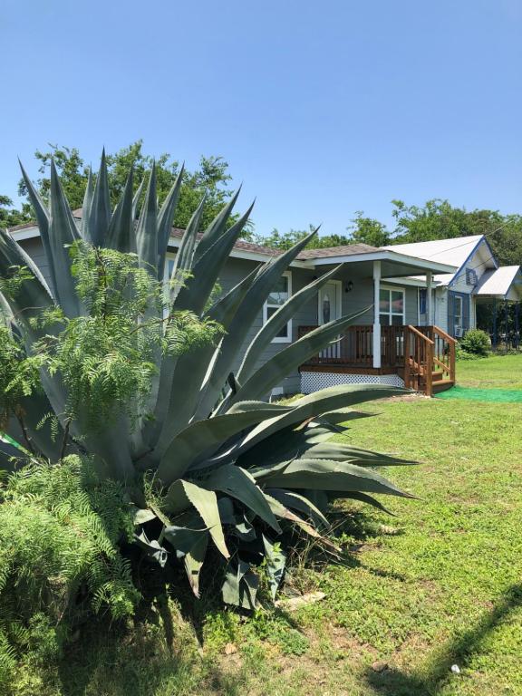 a house with a large agave plant in front of it at Downtown Contemporary yet Cozy Fun in San Antonio