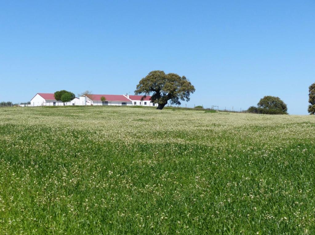 um campo de relva verde com uma casa ao fundo em Herdade da Carapuça em Portalegre