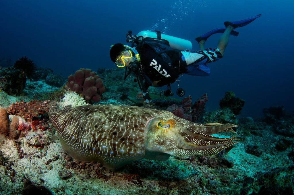 Hosté ubytování Borneo Divers Mabul Resort