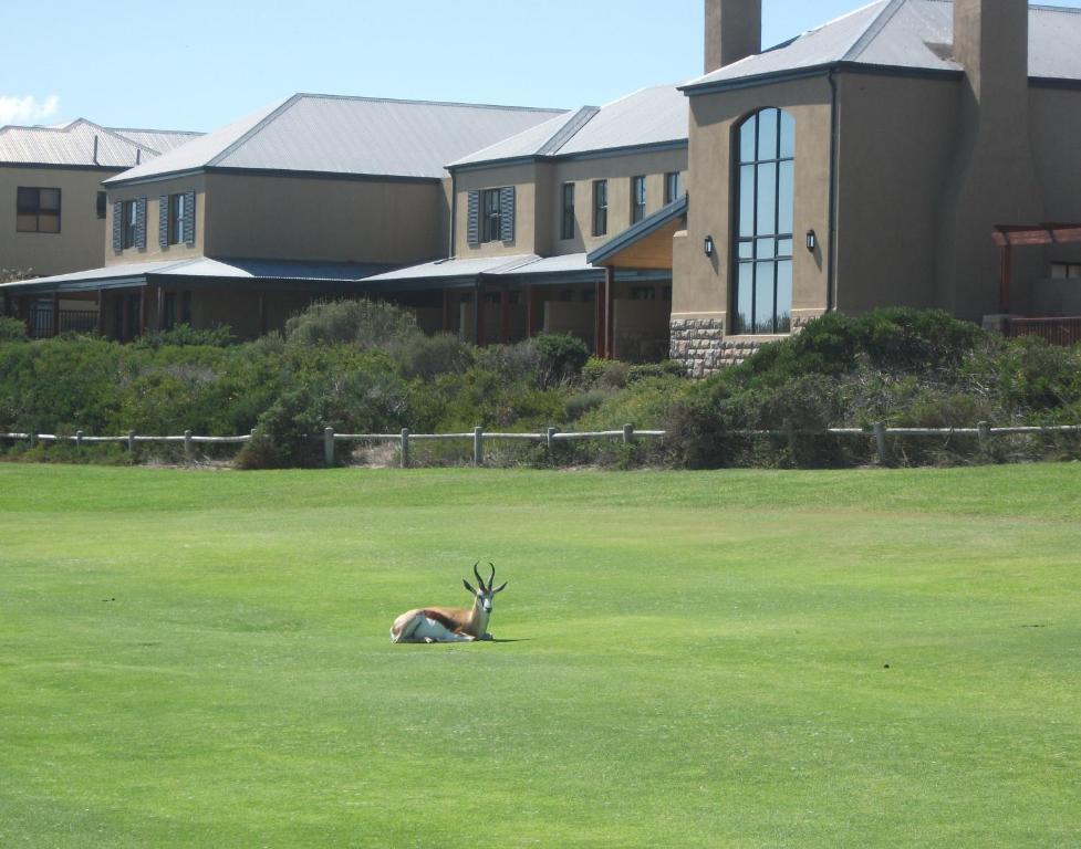 a gazelle laying on the grass in a field at The Lodge at Atlantic Beach in Melkbosstrand