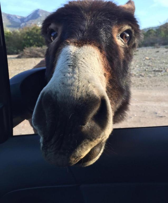 a horse sticking its head out of a car window at Hotel Bia Maore in Baunei