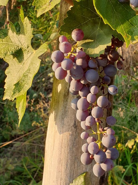 Zdjęcie z galerii obiektu "Cortela" appartameni in villetta singola w mieście SantʼAmbrogio di Valpolicella