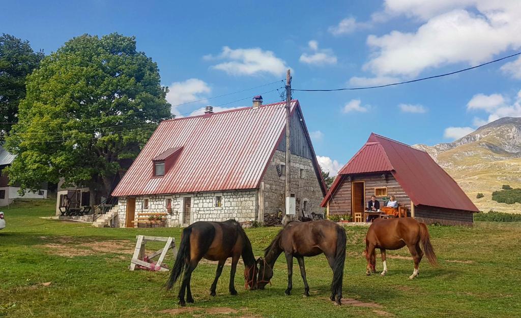 Zvířata v apartmánu nebo okolí