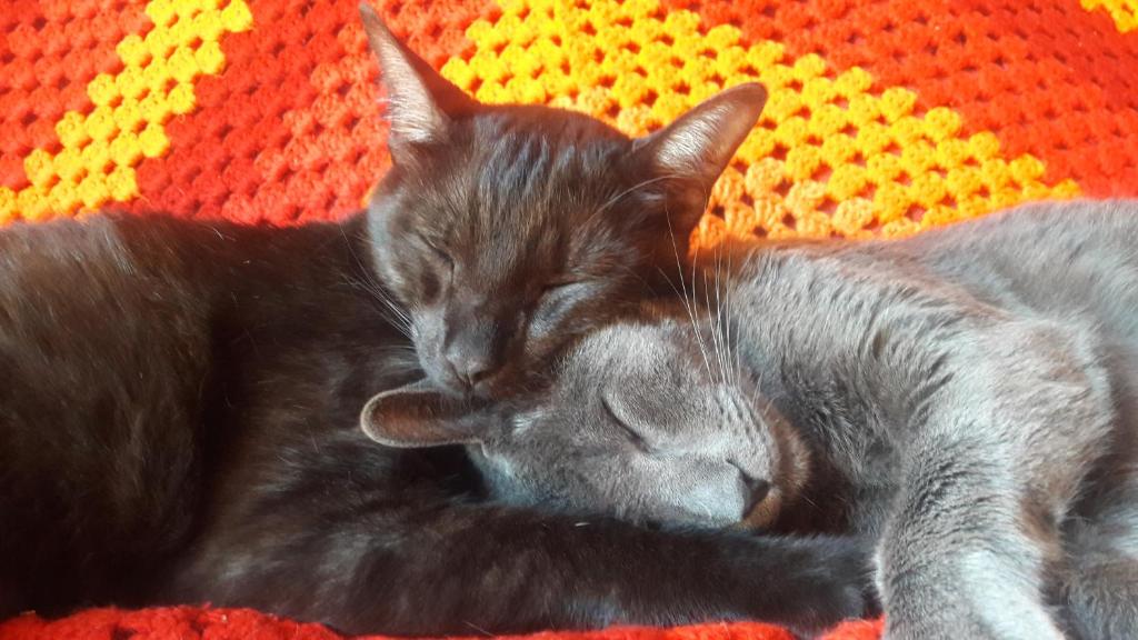 dois gatos a dormir um ao lado do outro num cobertor em Hostel Aventura em Alto Paraíso de Goiás