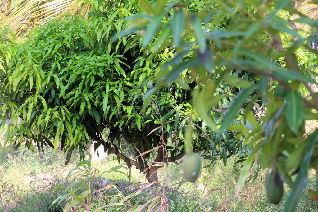 a tree with green leaves in the foreground at ASSOUKA Eco-Village du lac Nokoué in Abomey-Calavi