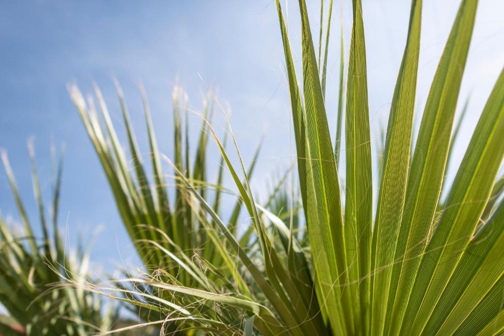 a close up of a green plant with the sky in the background at Nashos Bungalows in (( Spile ))