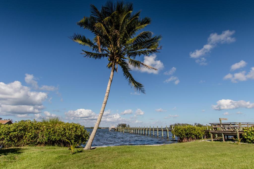 a palm tree standing in the grass next to the water at Island View Cottages Sebastian in Sebastian