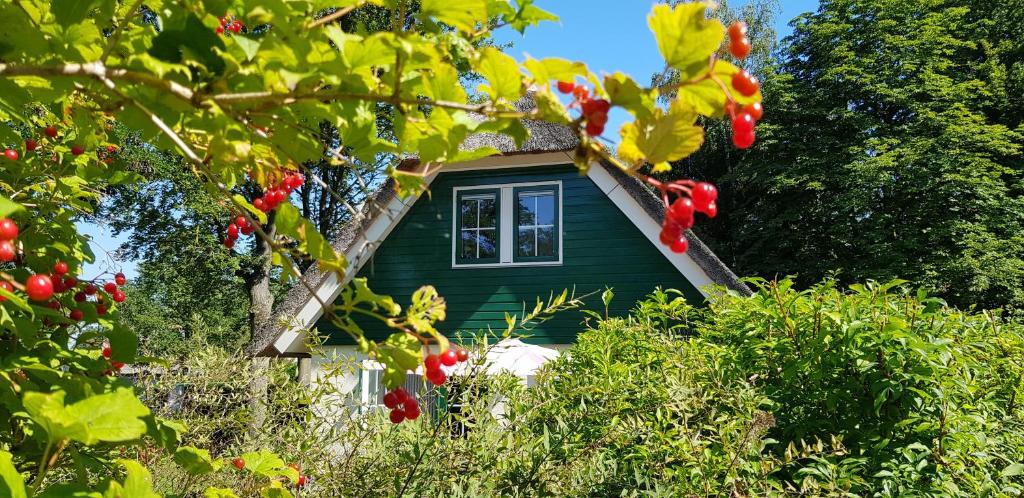 Une petite maison verte au milieu de quelques arbres dans l'établissement Salland Vakantie, à Heeten