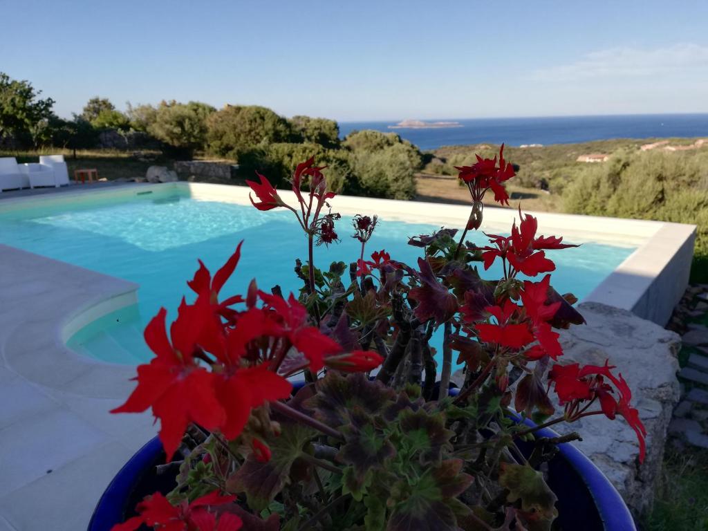 una maceta de flores rojas junto a una piscina en La Sima villa con piscina vista mare San Pantaleo Sardegna, en San Pantaleo