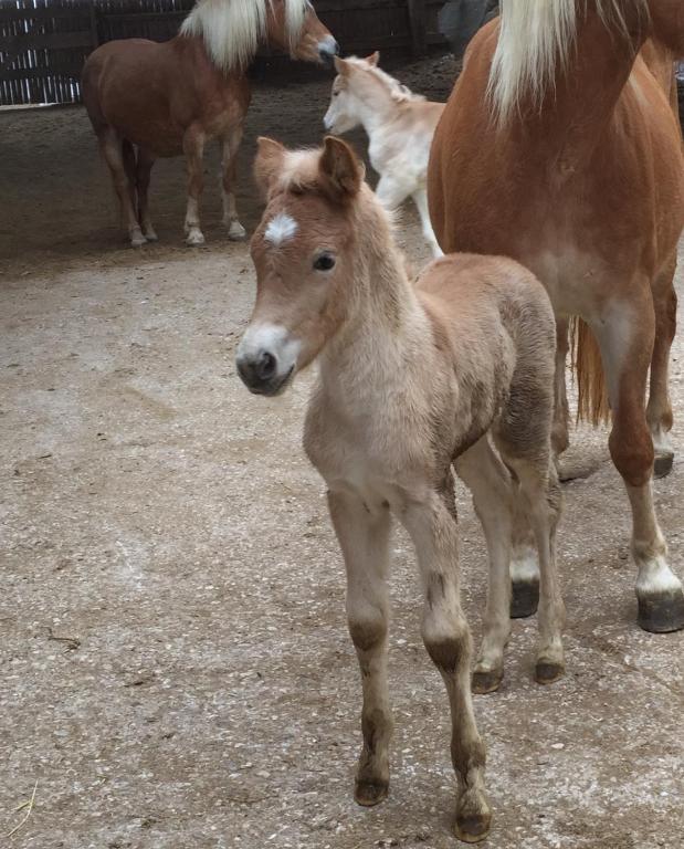 Zvieratá na farme alebo blízkom okolí