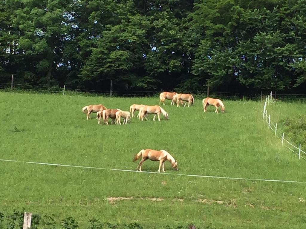 Zvieratá na farme alebo blízkom okolí