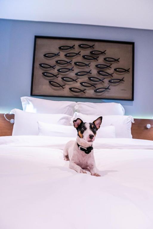 Domácí mazlíčci ubytovaní s hosty v ubytování Coro Hotel