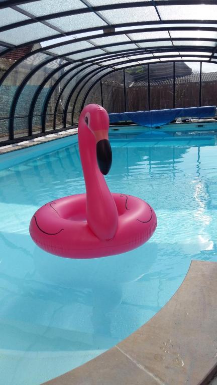różowy łabędź pływa w basenie w obiekcie Hotel des Thermes et du Casino w mieście Luc-sur-Mer
