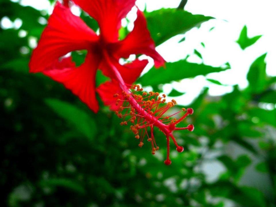 Zahrada ubytování Hibiscus House Bed and Breakfast