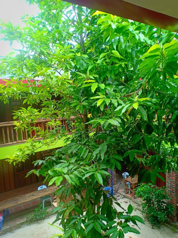 a large green tree in front of a building at Villa Koh Rong in Koh Rong Island