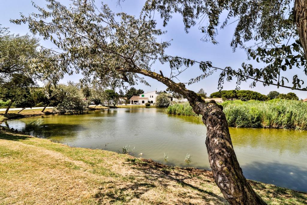 - une vue sur une rivière avec un arbre dans l'établissement Les Rizières, à Saintes-Maries-de-la-Mer