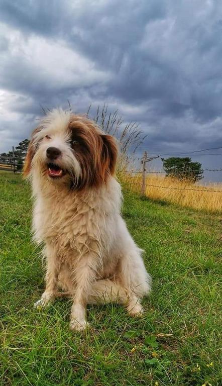 a brown and white dog sitting in the grass at Planinarski dom "Tornik" Zlatibor in Ribnica