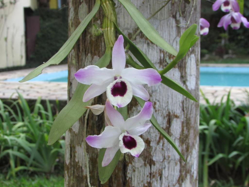  Pousada Arboretum