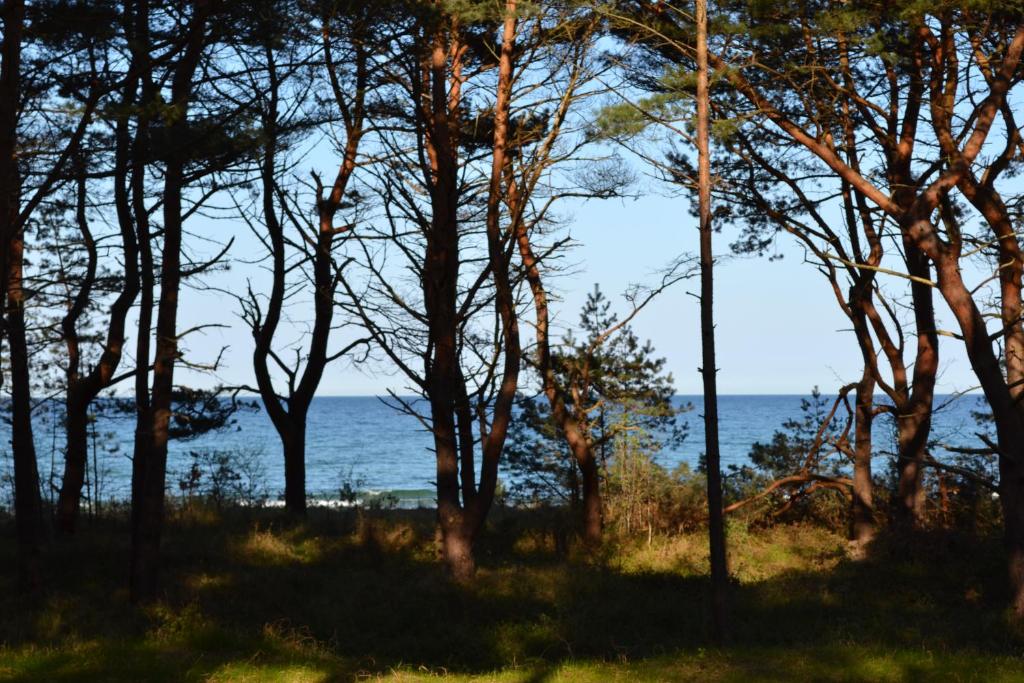 - une vue sur l'océan à travers les arbres dans l'établissement Arkona-Meeresblick am Prorer Wiek, à Binz