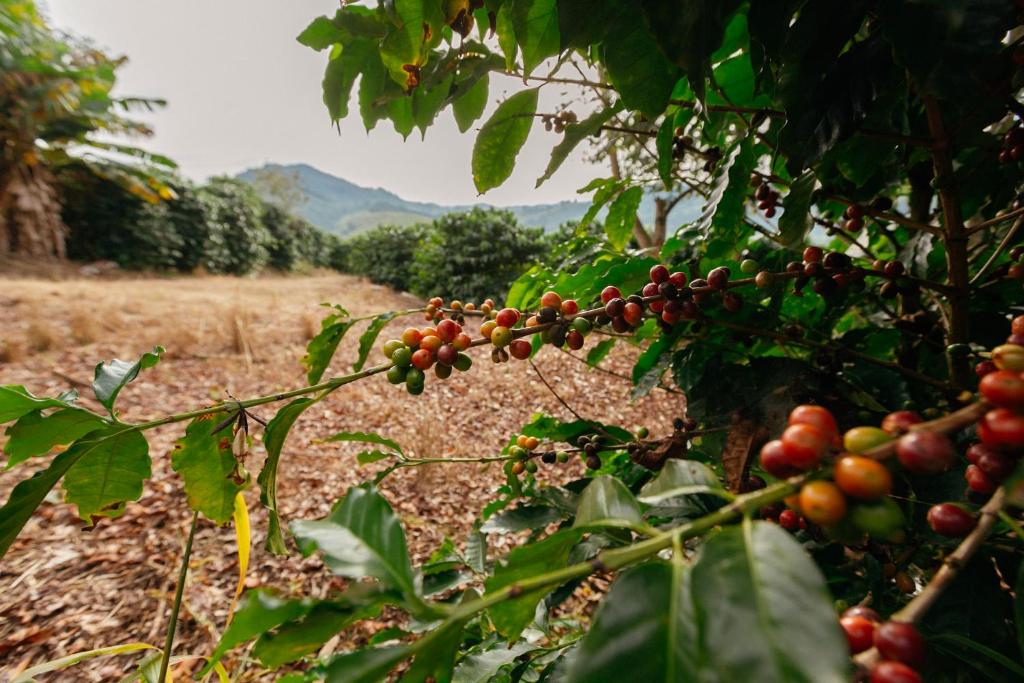  Pousada Cafezal em Flor
