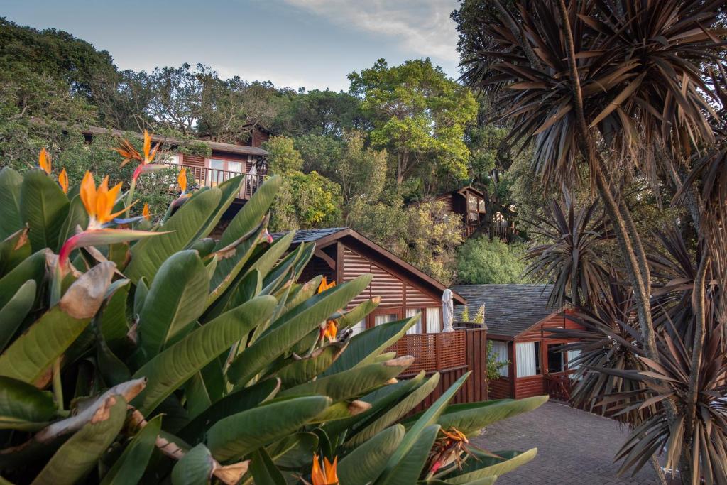 a house in the woods with a bunch of plants at Under Milkwood Resort in Knysna