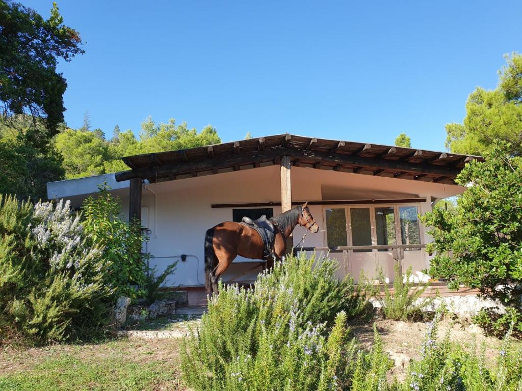 un cavallo in piedi di fronte a un piccolo edificio di Villa Badde rosa a Dorgali