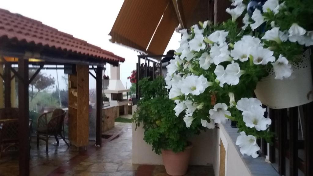 a bunch of white flowers in pots on a wall at Mamas Reas in Káto Spílaion