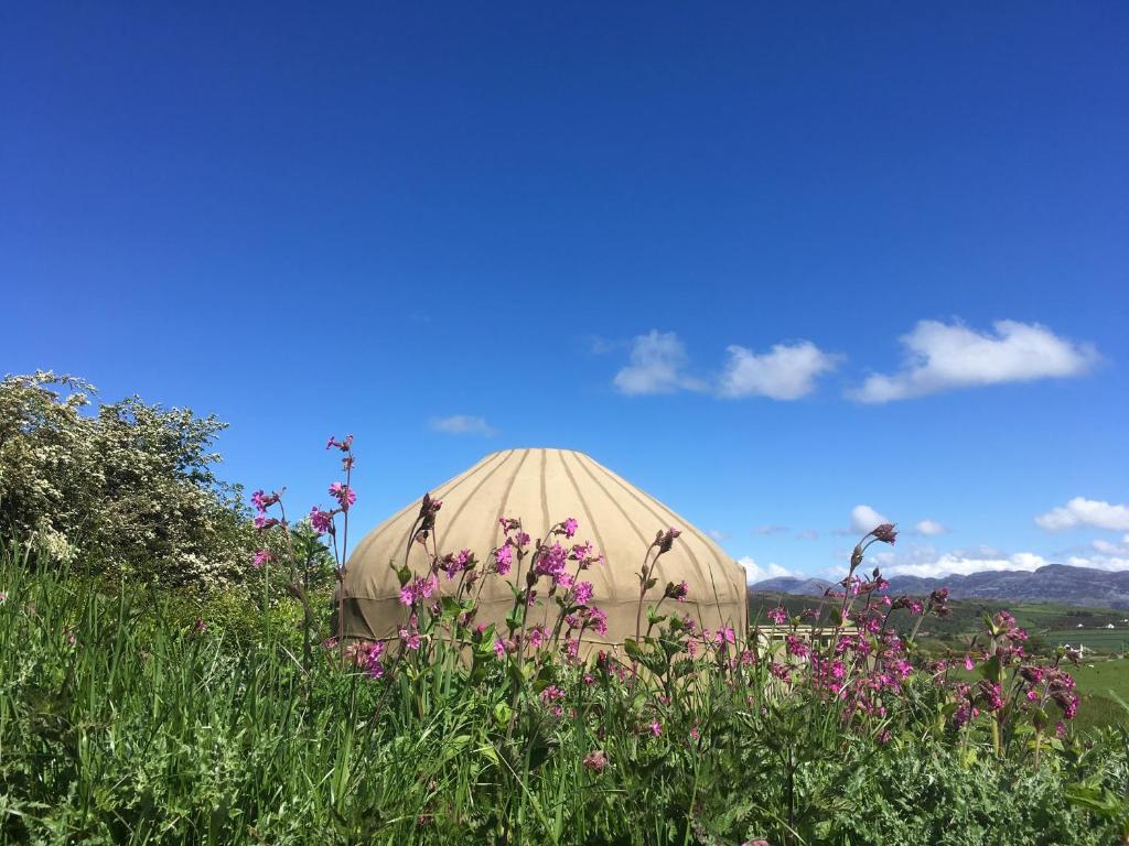 a dome tent in a field of flowers at Portsalon Luxury Camping in Portsalon