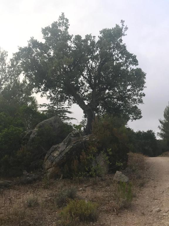 Sardegna vicino ad Olbia 