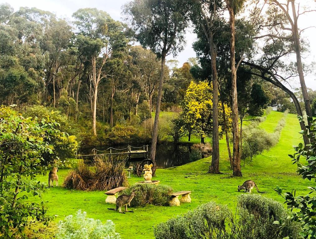 a group of animals grazing in a field of grass at Countryside Retreat romantic tranquil native wildlife township Hepburn - Daylesford in Hepburn Springs