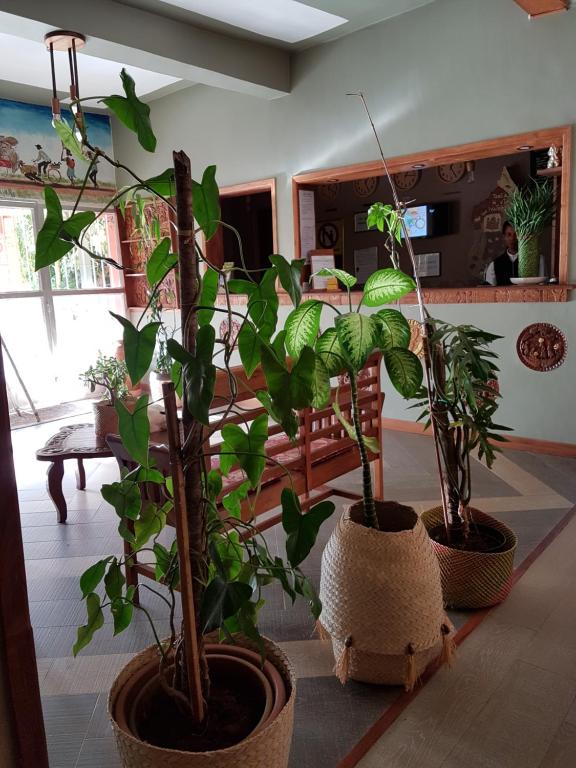 three potted plants in pots in a room at IVATO HOTEL - HOTEL IVATO Airport in Antananarivo