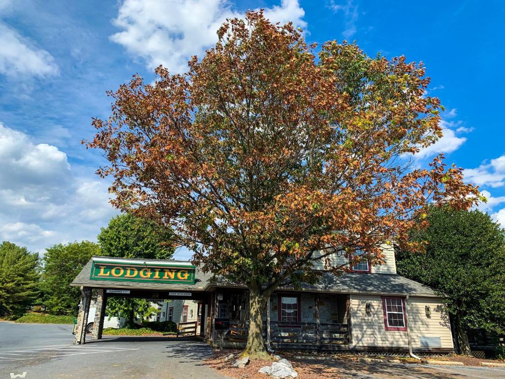 The Country Inn of Lancaster في لانكستر: شجرة تقف أمام مبنى به شجرة