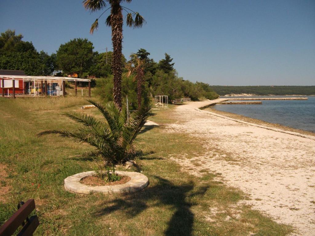 a palm tree sitting on the side of a beach at Apartment Dusko - free parking in Gornji Karin