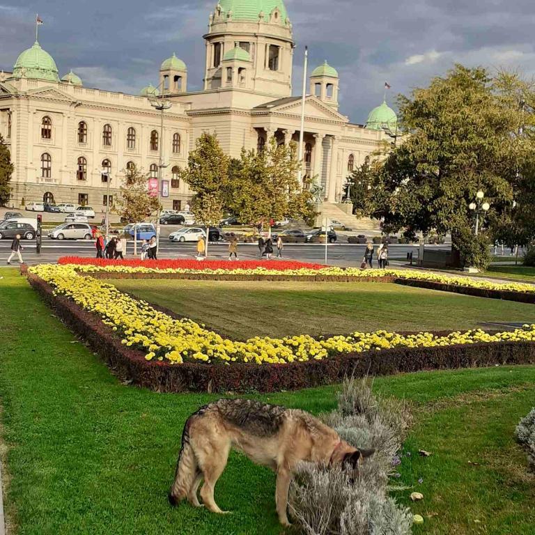 Zvířata v apartmánu nebo okolí