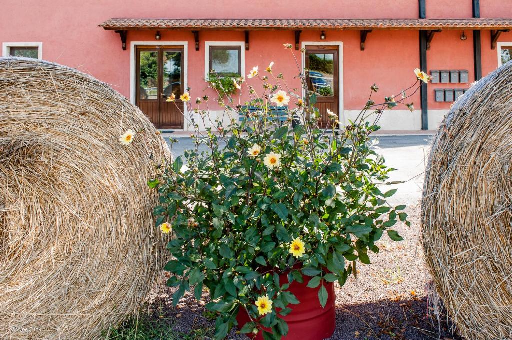 a plant in a pot in front of a house at Agriturismo La Meridiana in Guidonia