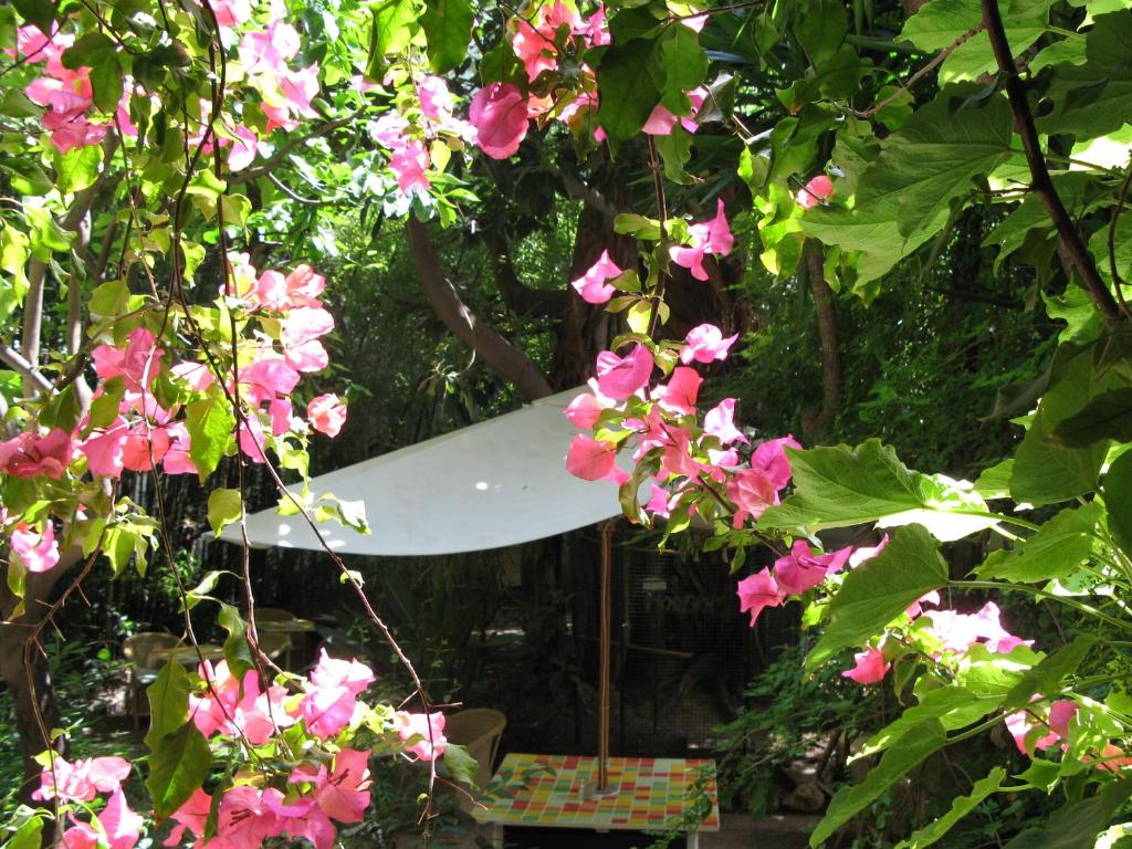 a white surfboard sticking out of some pink flowers at Le Windsor, Jungle Art Hotel in Nice