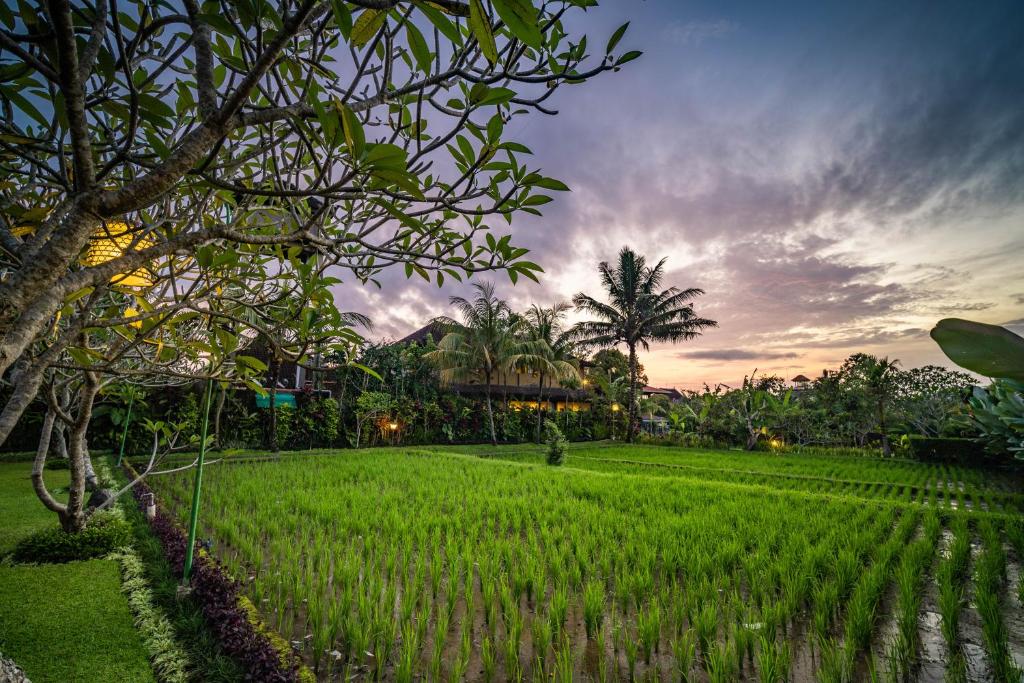 ein Feld mit grünem Gras und einem Sonnenuntergang im Hintergrund in der Unterkunft Bliss Ubud Luxury Villa in Ubud