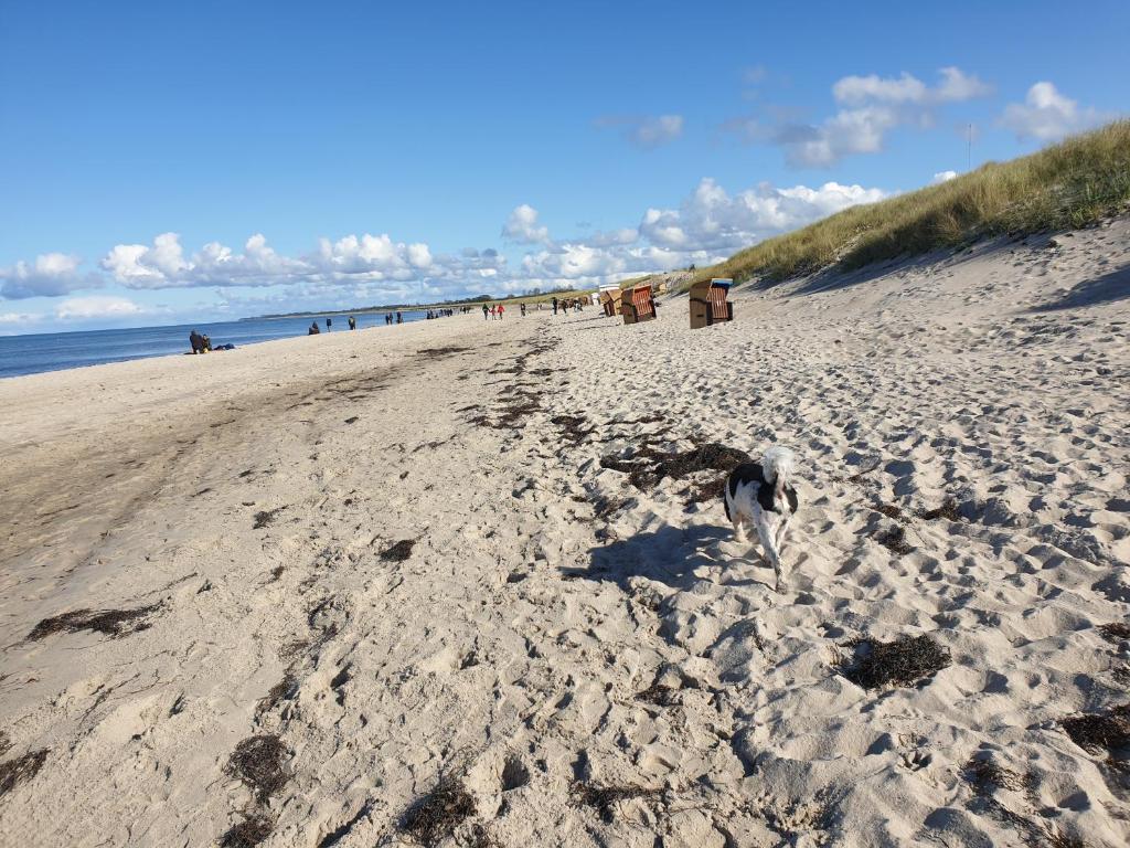 a sandy beach with benches and the ocean in the background at Ostsee, Strand & Me(e)hr erleben, Speziell für Familien, Fe/wo "Sunny" am Bodden/Fischland/Ribnitz in Ribnitz-Damgarten