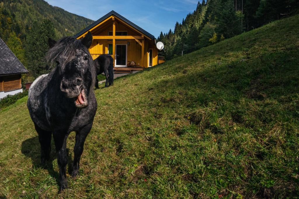 Zvířata v prázdninového domu nebo okolí