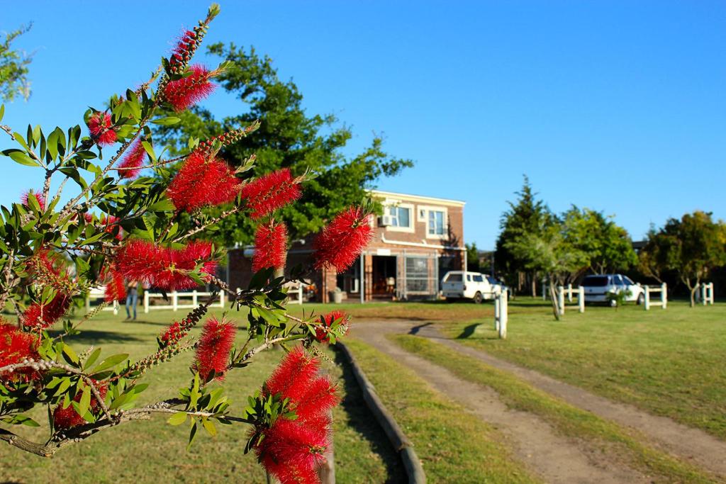 een boom met rode bloemen voor een huis bij African Adventures Accommodation in Joostenberg Vlakte
