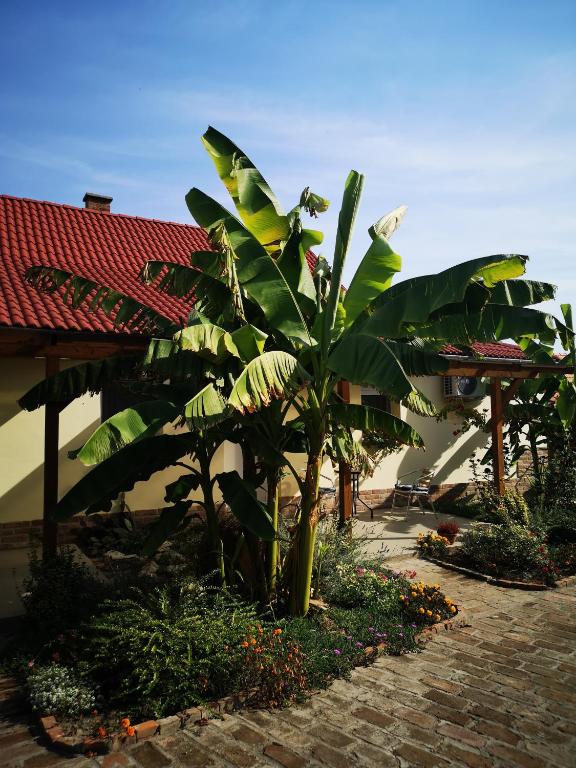 a banana tree in front of a building at Ráday Apartman in Makó