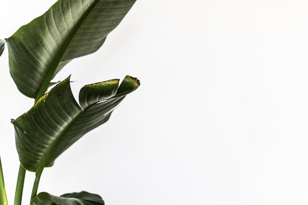 The Baxley Bondi - Resim 33