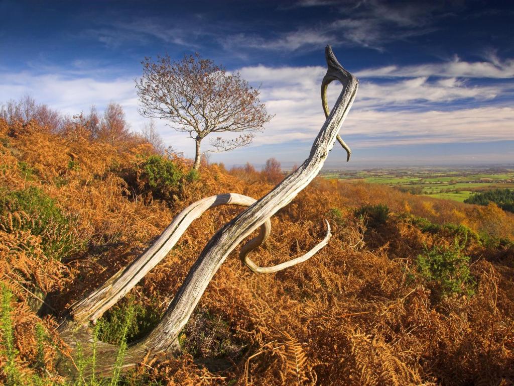 a branch on top of a hill with a tree at The Hood Arms in Kilve
